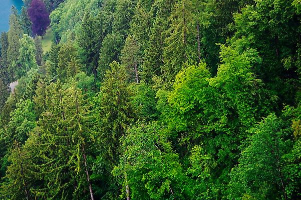 포토 JPG 주간 나무 해외풍경 유럽 자연 풍경 사람없음 야외 동유럽 슬로베니아 국내포토 자연요소 식물 해외 나라 생태계 파일형식