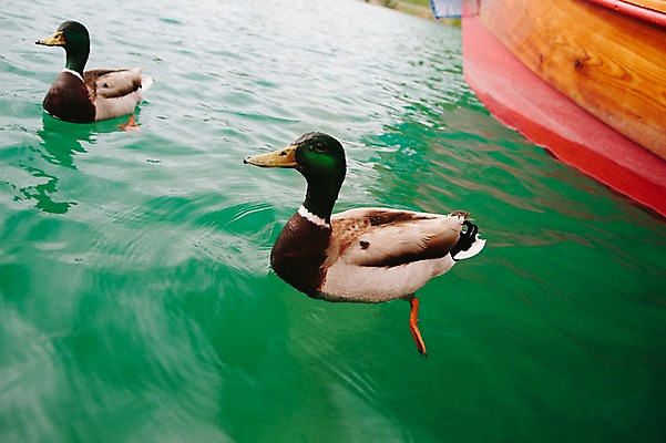 포토 JPG 주간 해외풍경 유럽 호수 자연 오리 풍경 사람없음 야외 동유럽 슬로베니아 국내포토 자연요소 해외 나라 조류 생태계 파일형식