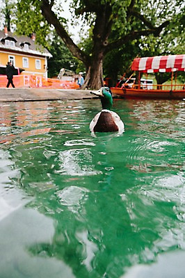 포토 JPG 주간 해외풍경 유럽 호수 자연 오리 풍경 사람없음 야외 보트 동유럽 슬로베니아 국내포토 자연요소 해외 나라 배_교통 조류 생태계 파일형식