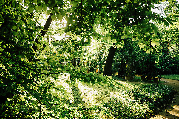 포토 JPG 주간 나무 해외풍경 공원 유럽 풍경 사람없음 야외 초록색 햇빛 크로아티아 동유럽 자그레브 국내포토 자연요소 식물 해외 공공시설 나라 컬러 태양 파일형식