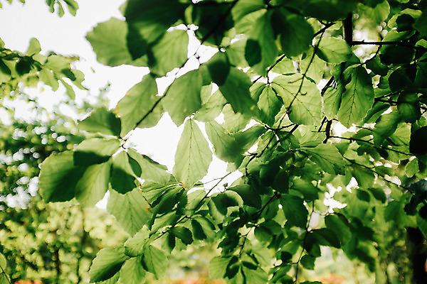 포토 JPG 주간 해외풍경 유럽 백그라운드 나뭇잎 풍경 사람없음 야외 아웃포커스 초록색 크로아티아 동유럽 자그레브 국내포토 자연요소 해외 나라 컬러 잎 촬영기법 파일형식