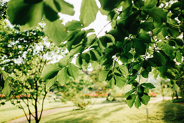 포토 JPG 주간 해외풍경 공원 유럽 나뭇잎 풍경 사람없음 야외 초록색 크로아티아 동유럽 자그레브 국내포토 자연요소 해외 공공시설 나라 컬러 잎 파일형식