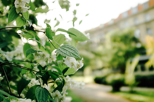 포토 JPG 주간 해외풍경 꽃 유럽 나뭇잎 풍경 사람없음 야외 아웃포커스 초록색 크로아티아 동유럽 자그레브 국내포토 자연요소 식물 해외 나라 컬러 잎 촬영기법 파일형식