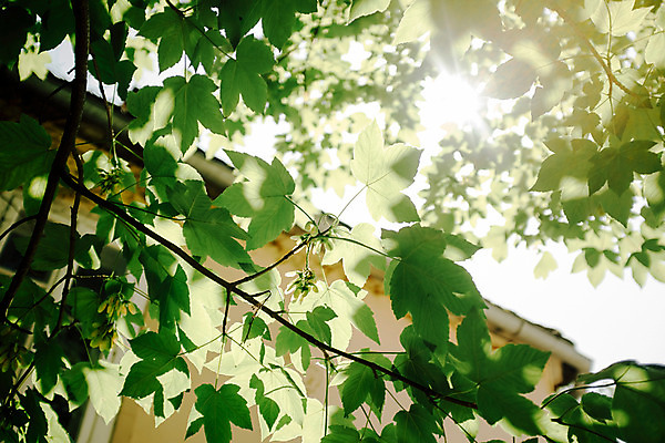 포토 자연요소 해외 유럽 나라 컬러 잎 촬영기법 풍경 태양 파일형식 크로아티아 JPG 사람없음 해외풍경 동유럽 자그레브 백그라운드 햇빛 나뭇잎 주간 야외 아웃포커스 초록색 국내포토