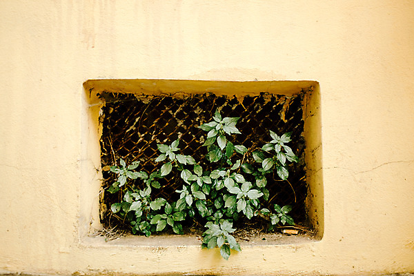 포토 JPG 주간 해외풍경 유럽 백그라운드 풍경 사람없음 야외 바탕화면 풀잎 크로아티아 철망 동유럽 자그레브 국내포토 자연요소 해외 나라 잎 풀_식물 파일형식