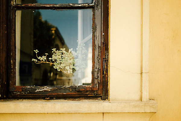 포토 JPG 주간 해외풍경 유럽 화분 배경화면 백그라운드 창문 풍경 사람없음 야외 크로아티아 동유럽 자그레브 국내포토 자연요소 해외 나라 파일형식