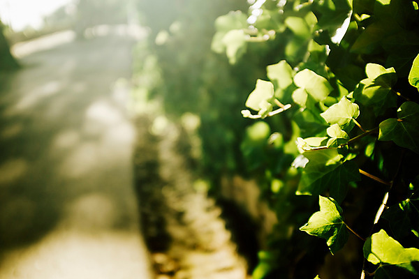 포토 JPG 주간 해외풍경 유럽 나뭇잎 풍경 사람없음 야외 아웃포커스 초록색 햇빛 크로아티아 동유럽 자그레브 국내포토 자연요소 해외 나라 컬러 잎 촬영기법 태양 파일형식