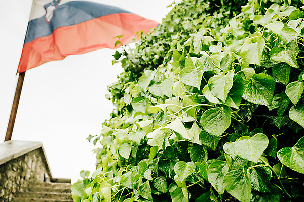 포토 JPG 주간 해외풍경 유럽 나뭇잎 풍경 사람없음 야외 동유럽 슬로베니아 슬로베니아국기 블레드 국내포토 자연요소 해외 나라 잎 국기 파일형식