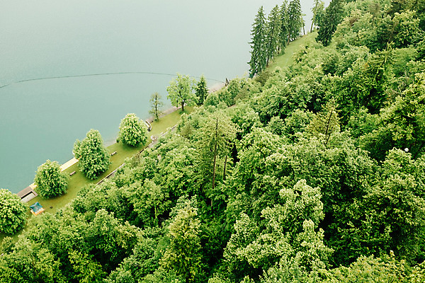 포토 JPG 주간 나무 해외풍경 유럽 풍경 사람없음 야외 동유럽 슬로베니아 블레드 블레드호수 국내포토 자연요소 식물 해외 나라 호수 파일형식