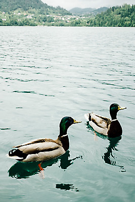 포토 JPG 주간 해외풍경 유럽 오리 풍경 사람없음 야외 동유럽 슬로베니아 블레드 블레드호수 국내포토 자연요소 해외 나라 호수 조류 파일형식