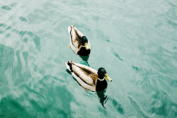 포토 JPG 주간 해외풍경 유럽 오리 풍경 사람없음 야외 동유럽 슬로베니아 블레드 블레드호수 국내포토 자연요소 해외 나라 호수 조류 파일형식