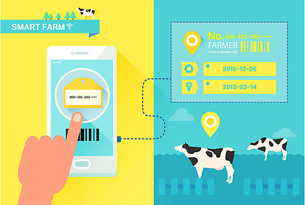 손 일러스트 그래프 신체부위 스마트폰 인포그래픽 스마트 젖소 귀농 목업 스마트팜 국내일러스트 AI파일 컨셉 농업 사람 핸드폰 스마트기기 농장 소 파일형식 벡터