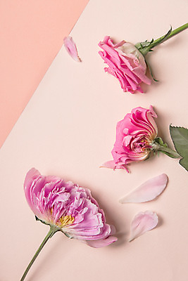 포토 JPG 스튜디오촬영 꽃 분홍색 백그라운드 단면 실내 사람없음 장미 작약 국내포토 식물 컬러 내부 파일형식