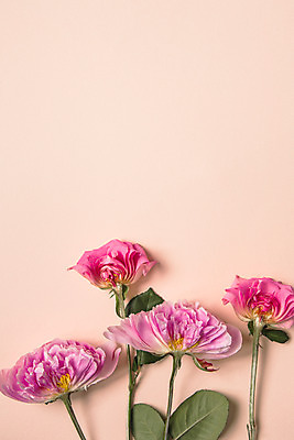 포토 JPG 스튜디오촬영 분홍색 백그라운드 단면 실내 사람없음 장미 작약 국내포토 꽃 컬러 내부 파일형식