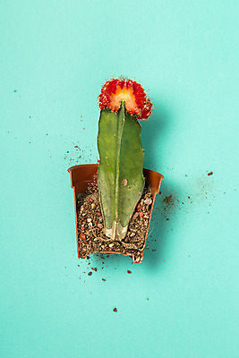 포토 JPG 스튜디오촬영 화분 백그라운드 단면 선인장 실내 사람없음 국내포토 식물 내부 파일형식