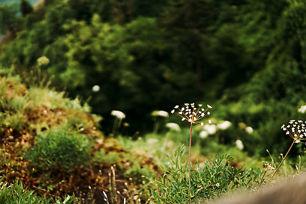 포토 JPG 주간 해외풍경 꽃 자연 풍경 사람없음 야외 아웃포커스 슬로베니아 국내포토 자연요소 식물 해외 유럽 촬영기법 생태계 파일형식