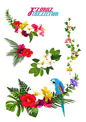 PSD 꽃 잎 꽃백그라운드 일러스트 사람없음 여름 세트 라벨 앵무새 플루메리아 히비스커스 국내일러스트 식물 계절 백그라운드 조류 프레임 파일형식