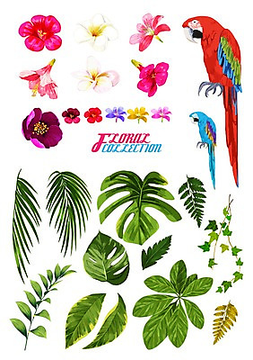PSD 꽃 잎 꽃백그라운드 일러스트 사람없음 여름 세트 앵무새 플루메리아 히비스커스 국내일러스트 식물 계절 백그라운드 조류 파일형식
