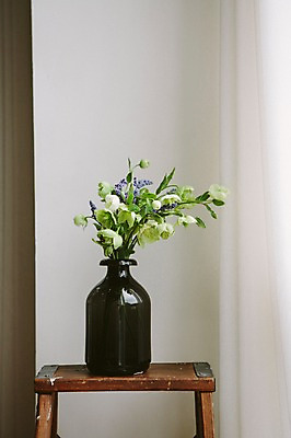 포토 JPG 꽃 스튜디오 실내 사람없음 장식 인테리어 꽃병 오브젝트 스타일링 헬레보루스 국내포토 식물 디자인 내부 파일형식