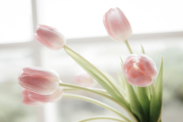 포토 JPG 꽃 스튜디오 실내 사람없음 장식 인테리어 튤립 오브젝트 스타일링 국내포토 식물 디자인 내부 파일형식