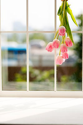 포토 JPG 꽃 창문 스튜디오 실내 사람없음 장식 인테리어 튤립 오브젝트 스타일링 국내포토 식물 디자인 내부 파일형식