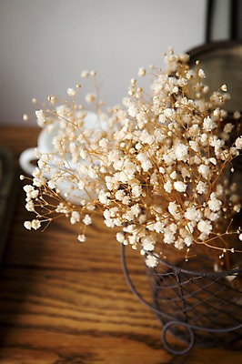 포토 JPG 꽃 스튜디오 실내 사람없음 장식 인테리어 꽃병 오브젝트 안개꽃 스타일링 국내포토 식물 디자인 내부 한해살이풀 파일형식