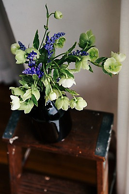 포토 JPG 꽃 스튜디오 실내 사람없음 장식 인테리어 꽃병 오브젝트 스타일링 헬레보루스 국내포토 식물 디자인 내부 파일형식