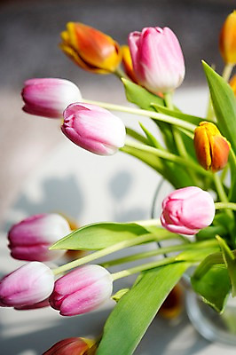 포토 JPG 꽃 스튜디오 실내 사람없음 장식 인테리어 튤립 오브젝트 스타일링 국내포토 식물 디자인 내부 파일형식