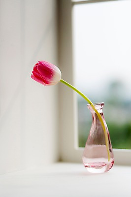 포토 JPG 꽃 스튜디오 실내 사람없음 장식 인테리어 꽃병 튤립 창가 오브젝트 스타일링 국내포토 식물 디자인 창문 내부 파일형식