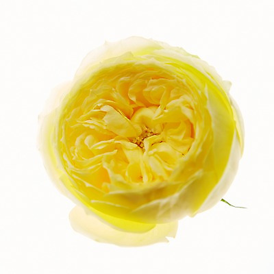 포토 JPG 꽃 스튜디오 실내 누끼 근접촬영 사람없음 카탈리나 국내포토 식물 뷰포인트 내부 파일형식