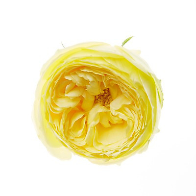 포토 JPG 꽃 스튜디오 실내 누끼 근접촬영 사람없음 스타일링 카탈리나 국내포토 식물 뷰포인트 내부 파일형식