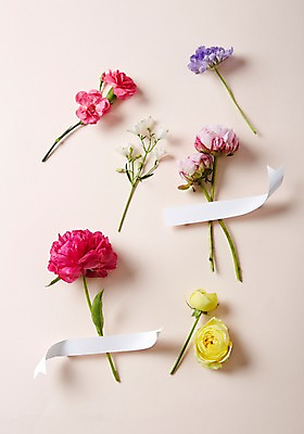 포토 JPG 꽃 리본 스튜디오 실내 사람없음 스타일링 작약 카탈리나 국내포토 식물 내부 파일형식