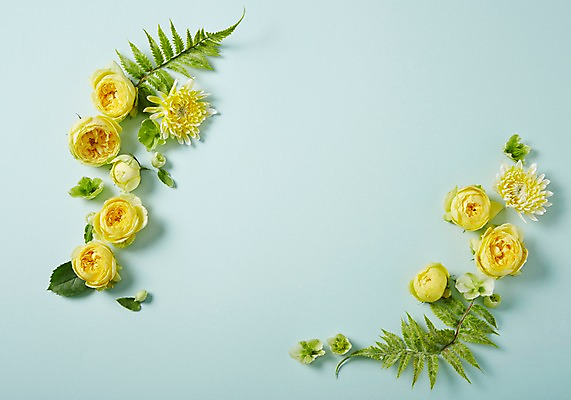 포토 JPG 꽃 백그라운드 스튜디오 프레임 실내 사람없음 꽃프레임 스타일링 카탈리나 국내포토 식물 내부 파일형식