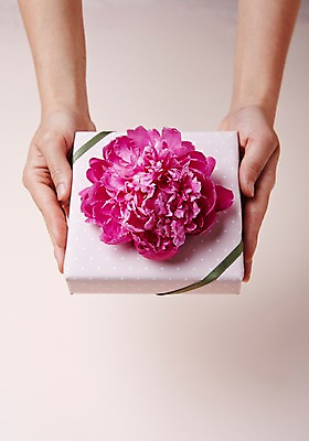 포토 JPG 손 꽃 스튜디오 실내 들기 신체부위 선물상자 카네이션 스타일링 국내포토 식물 모션 선물 사람 내부 상자 파일형식