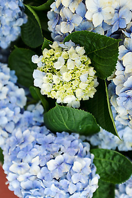 포토 JPG 주간 꽃 사람없음 야외 수국 국내포토 자연요소 식물 파일형식