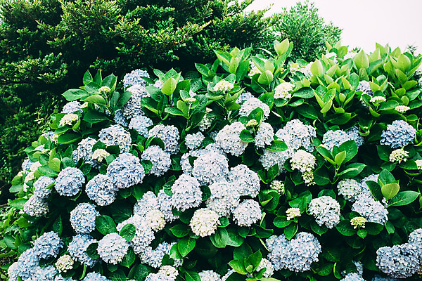 포토 JPG 주간 꽃 사람없음 야외 수국 국내포토 자연요소 식물 파일형식