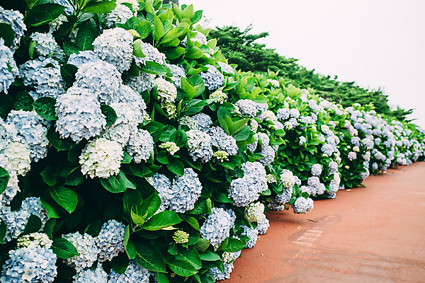 포토 JPG 주간 꽃 사람없음 야외 수국 국내포토 자연요소 식물 파일형식