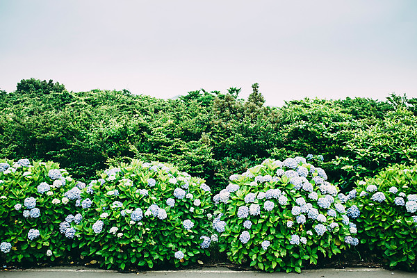포토 JPG 주간 꽃 사람없음 야외 수국 국내포토 자연요소 식물 파일형식