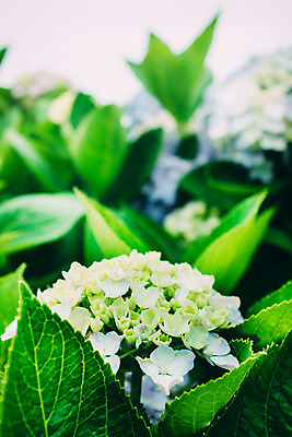 포토 JPG 주간 꽃 사람없음 야외 아웃포커스 수국 국내포토 자연요소 식물 촬영기법 파일형식