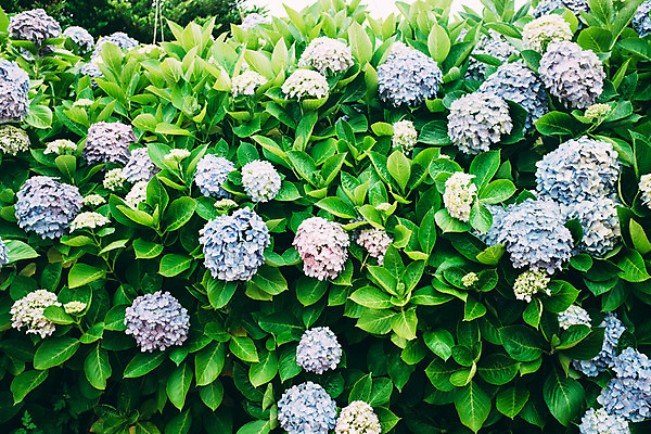 포토 JPG 주간 꽃 사람없음 야외 수국 국내포토 자연요소 식물 파일형식