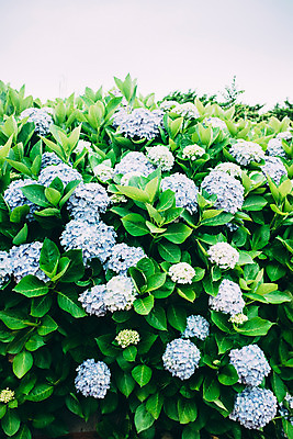 포토 JPG 주간 꽃 사람없음 야외 수국 국내포토 자연요소 식물 파일형식