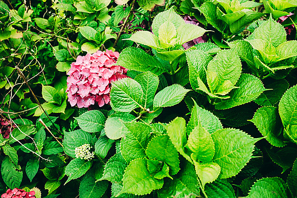 포토 JPG 주간 꽃 사람없음 야외 풀잎 수국 국내포토 자연요소 식물 잎 풀_식물 파일형식