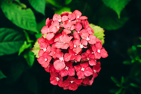 포토 JPG 주간 꽃 사람없음 야외 아웃포커스 수국 국내포토 자연요소 식물 촬영기법 파일형식