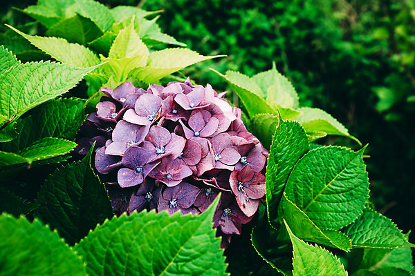 포토 JPG 주간 꽃 사람없음 야외 수국 국내포토 자연요소 식물 파일형식