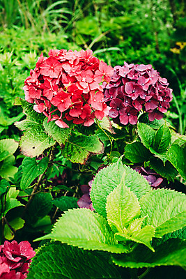 포토 JPG 주간 꽃 사람없음 야외 수국 국내포토 자연요소 식물 파일형식