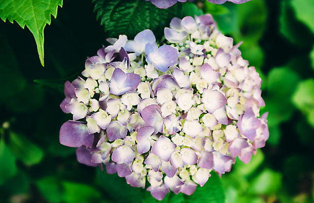 포토 JPG 주간 꽃 사람없음 야외 아웃포커스 수국 국내포토 자연요소 식물 촬영기법 파일형식