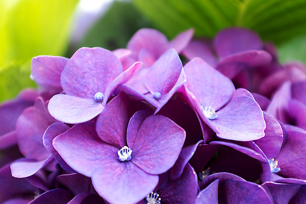 포토 JPG 주간 꽃 근접촬영 사람없음 야외 수국 국내포토 자연요소 식물 뷰포인트 파일형식