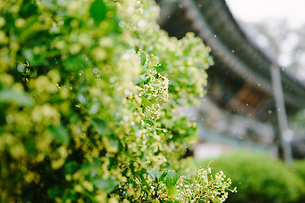포토 JPG 주간 사람없음 야외 풀잎 비 감성 수종사 국내포토 자연요소 컨셉 잎 날씨 한국 사찰 풀_식물 파일형식