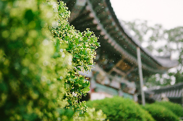 포토 JPG 주간 사람없음 야외 풀잎 비 감성 수종사 국내포토 자연요소 컨셉 잎 날씨 한국 사찰 풀_식물 파일형식