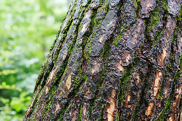 포토 JPG 주간 나무 사람없음 야외 비 감성 국내포토 자연요소 식물 컨셉 날씨 파일형식